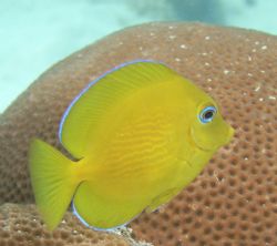 This guy was tiny, Blue Tang by Lora Tucker 
